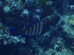 Cephalopholis argus