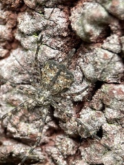 Tamopsis