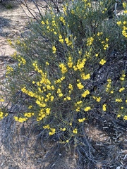 Acacia rigens