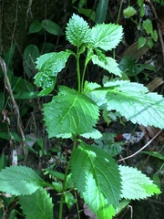 Stachytarpheta urticifolia