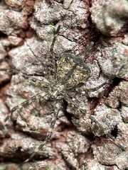 Tamopsis