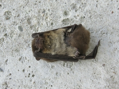 Pipistrellus