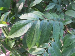Pterocarya rhoifolia