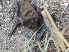 Pipistrellus