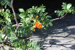 Sorbus scopulina