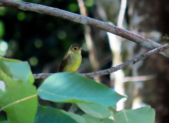 Tricholestes criniger