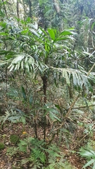 Linospadix monostachyus