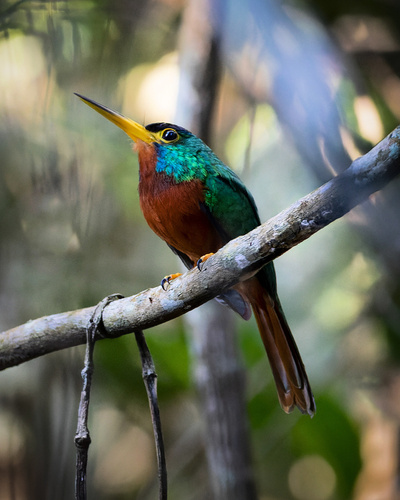 Blue-necked Jacamar