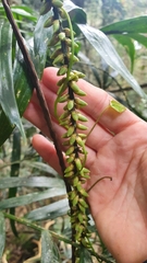 Linospadix monostachyus