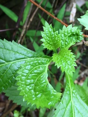 Stachytarpheta urticifolia