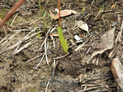 Cryptostylis