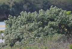 Gossypium tomentosum