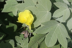 Gossypium tomentosum