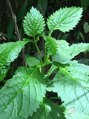 Stachytarpheta urticifolia