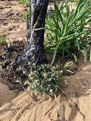 Blennospora drummondii