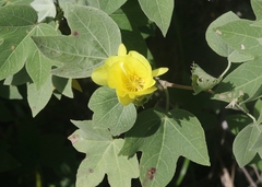 Gossypium tomentosum