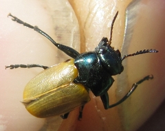 Labidostomis