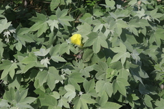 Gossypium tomentosum