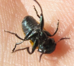 Labidostomis