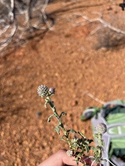 Pterocaulon