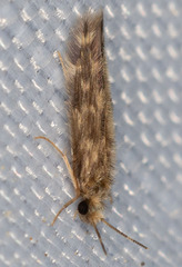 Trichoptera