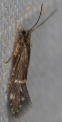 Trichoptera