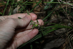 Hibbertia linearis
