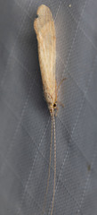 Trichoptera