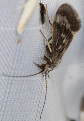 Trichoptera
