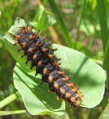 Zerynthia polyxena