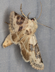 Triocnemis saporis