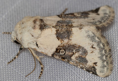 Triocnemis saporis