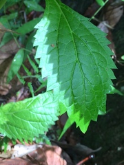 Stachytarpheta urticifolia