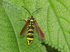 Paranthrene chrysochloris