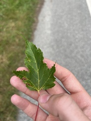 Acer ginnala