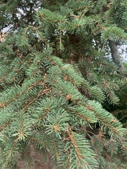 Picea