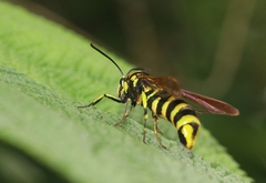 Paranthrene chrysochloris