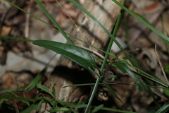 Pseuderanthemum variabile