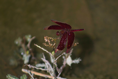 Neurothemis ramburii