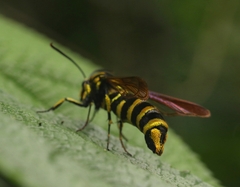 Paranthrene chrysochloris