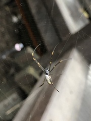 Trichonephila plumipes