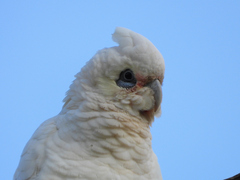 Cacatua sanguinea