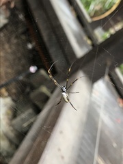 Trichonephila plumipes