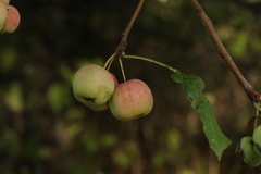 Malus × robusta