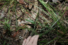 Pseuderanthemum variabile