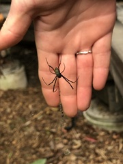 Trichonephila plumipes