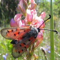 Zygaena rhadamanthus