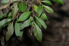 Glochidion sumatranum