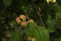Malus × robusta