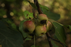 Malus × robusta